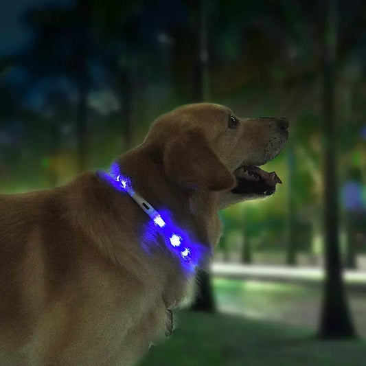 LED hundhalsband